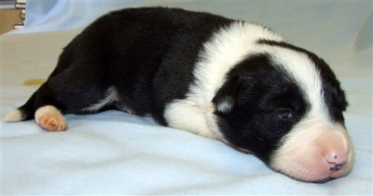 Click for large image