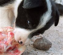 Click for large image