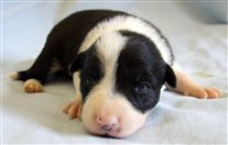 Click for large image