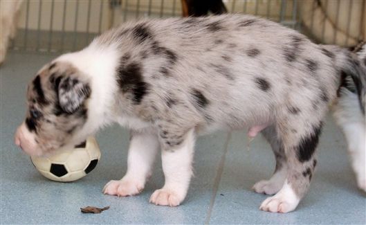 Click for large image