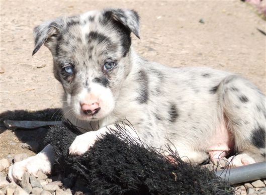 Click for large image