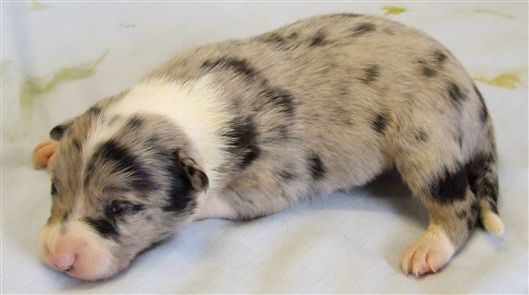 Click for large image