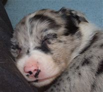 Click for large image