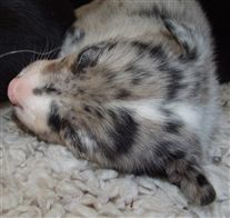 Click for large image