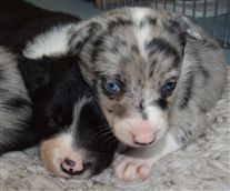 Click for large image