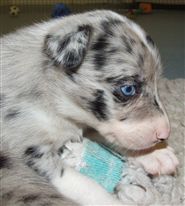 Click for large image