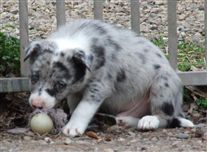 Click for large image