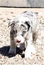 Click for large image