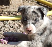 Click for large image