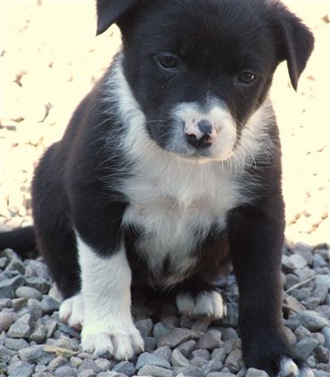 Click for large image