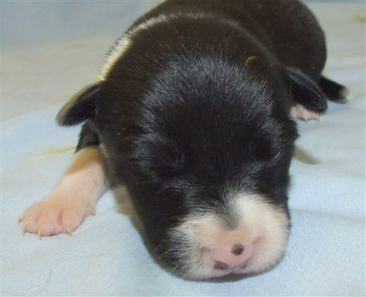 Click for large image