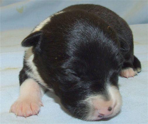 Click for large image