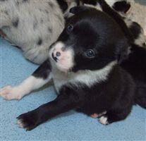 Click for large image