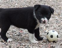 Click for large image