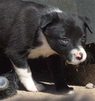 Click for large image