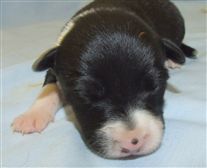 Click for large image