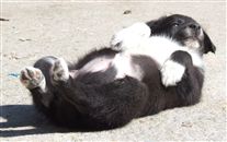 Click for large image