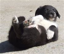 Click for large image