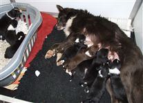 Click for large image