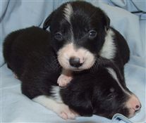 Click for large image