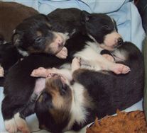 Click for large image