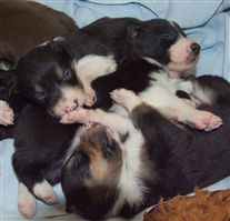 Click for large image