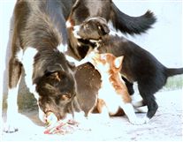 Click for large image