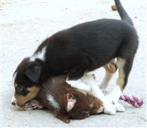 Click for large image