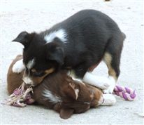 Click for large image