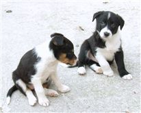 Click for large image