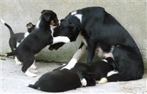 Click for large image