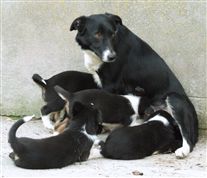 Click for large image