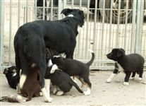 Click for large image