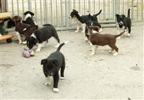 Click for large image