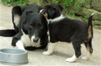 Click for large image