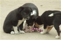 Click for large image