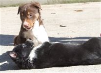 Click for large image