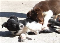 Click for large image