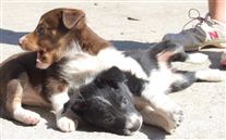 Click for large image