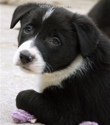 Click for large image