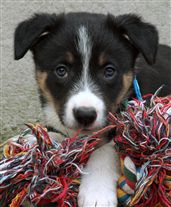 Click for large image