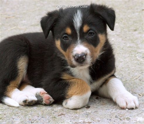 Click for large image