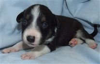 Click for large image