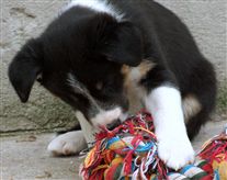 Click for large image