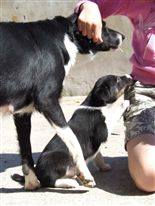 Click for large image