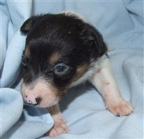 Click for large image