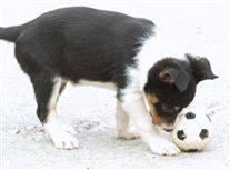 Click for large image