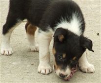 Click for large image