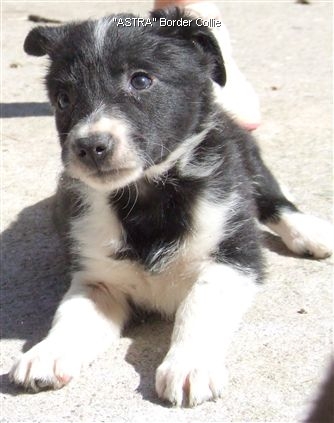 Click for large image