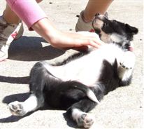 Click for large image